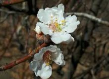 باز شدن شکوفه درختان بادام در شهرستان خفر