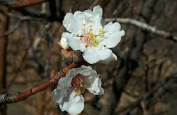 باز شدن شکوفه درختان بادام در شهرستان خفر