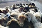 گوسفندان بدون مجوزی که به مقصد نرسیدند