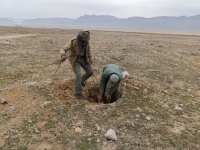 قلع‌ و قمع نهال‌های تازه کاشته انجیر در اراضی ملی بختگان