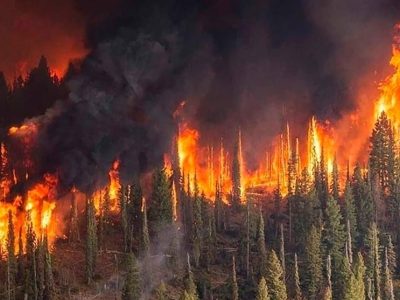 اختصاص ۵۱۵ دمنده از طریق مجازاتهای جایگزین حبس به منابع طبیعی فارس