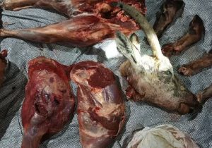 دستگیری شکارچی متخلف و کشف لاشه بز وحشی در قیروکارزین