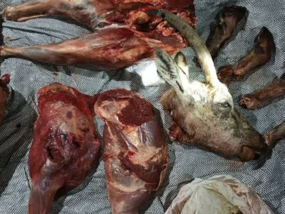 دستگیری شکارچی متخلف و کشف لاشه بز وحشی در قیروکارزین