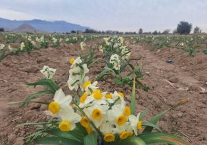 آغاز برداشت گل نرگس از مزارع شهرستان داراب