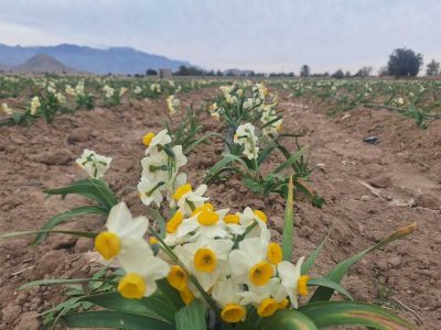 آغاز برداشت گل نرگس از مزارع شهرستان داراب