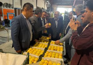 بازدید بازرس کل فارس از سردخانه‌های ذخیره‌سازی میوه شب عید در استان
