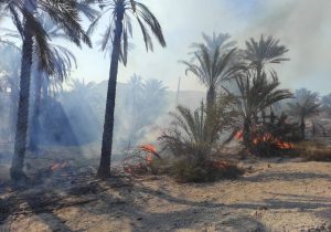 آتش به جان نخلستانی در جنوب فارس افتاد