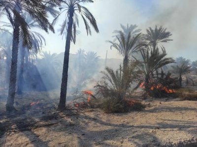آتش به جان نخلستانی در جنوب فارس افتاد
