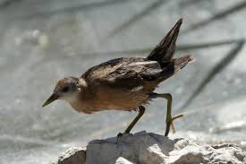 رهاسازی پرنده مهاجر توسط انجمن یاران بلوط زاگرس