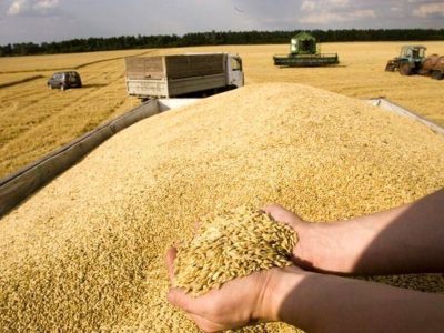آمادگی کامل خرید تضمینی گندم سال ۱۴۰۴ در فارس را داریم