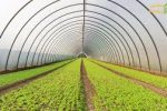 کشت گلخانه ای راهی برای رونق تولید و حفظ منابع آب و خاک