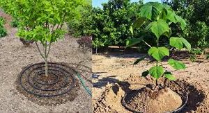 کاشت درخت با همکاری شهرداری منطقه پنج و گروهای جهادی و بسیج ادارات و بسیج ناحیه ۴ بلال