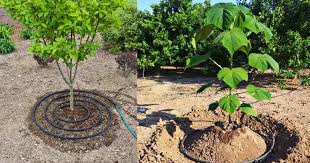 کاشت درخت با همکاری شهرداری منطقه پنج و گروهای جهادی و بسیج ادارات و بسیج ناحیه ۴ بلال