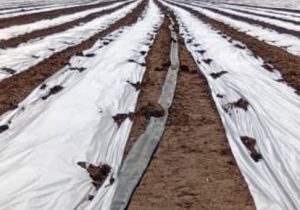 آغاز کشت خربزه در زرین دشت