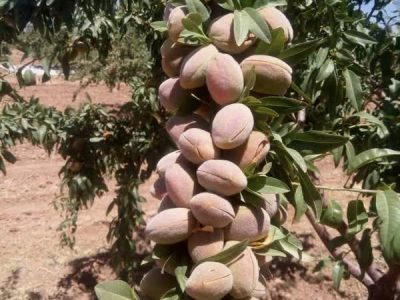 باغدار نی‌ریزی بادام کار نمونه ملی شد