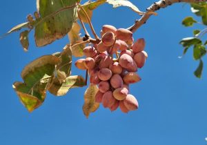 درآمد ۲۶هزار میلیارد ریالی باغداران نی‌ریزی از فروش پسته
