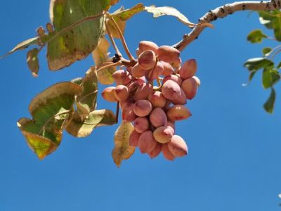 درآمد ۲۶هزار میلیارد ریالی باغداران نی‌ریزی از فروش پسته