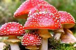 مسمومیت با قارچ