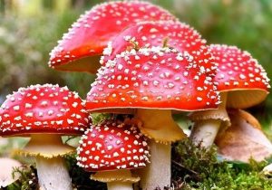 مسمومیت با قارچ