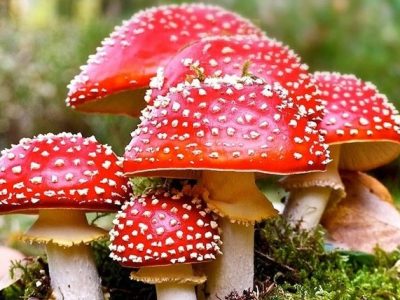 مسمومیت با قارچ