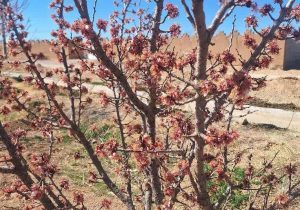 خسارت سرمازدگی بهاره به باغ‌های آباده