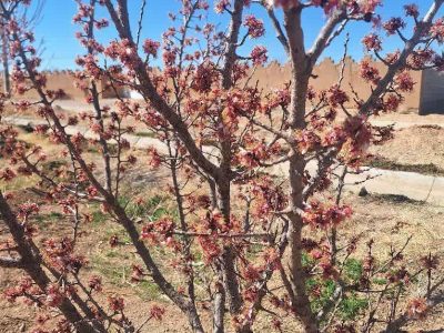 خسارت سرمازدگی بهاره به باغ‌های آباده