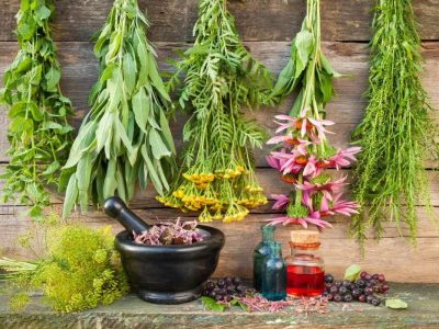 فارس قطب تولید گیاهان دارویی کشور
