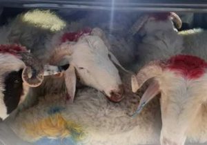 پیش‌بینی ۶ جایگاه موقت عرضه و ذبح بهداشتی دام در شیراز در عید قربان