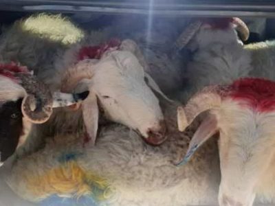 پیش‌بینی ۶ جایگاه موقت عرضه و ذبح بهداشتی دام در شیراز در عید قربان