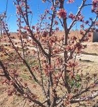 خسارت ۲۰۰ میلیاردی سرمای اول سال بر روی دست کشاورزان آباده