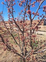 خسارت ۲۰۰ میلیاردی سرمای اول سال بر روی دست کشاورزان آباده