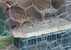 تبلیغ فروش پرنده در سایت دیوار شکارچی غیرمجاز را لو داد