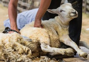 پشم چینی دامهای سبک عشایری و بومی در خنج