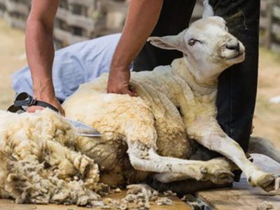 پشم چینی دامهای سبک عشایری و بومی در خنج