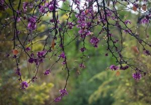 کاهش دمای شبانه در فارس