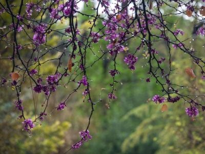 کاهش دمای شبانه در فارس