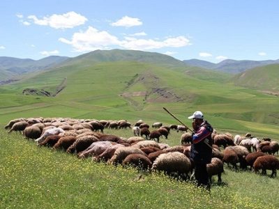 کوچ بهاره عشایر فارس به مناطق ییلاقی