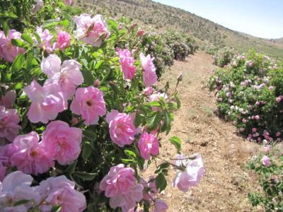آغاز برداشت گل محمدی از گلستان های جهرم