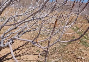 پایان هرس زمستانه در بزرگترین انجیرستان جهان در استهبان
