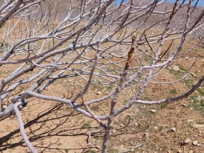 پایان هرس زمستانه در بزرگترین انجیرستان جهان در استهبان