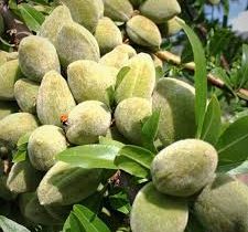دژکرد اقلید قطب بادام دیم و مقصد تازه گردشگران