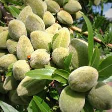 دژکرد اقلید قطب بادام دیم و مقصد تازه گردشگران