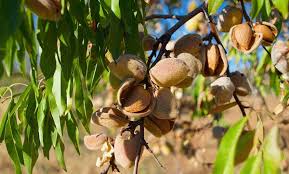 قطب بادام دیم و مقصد تازه گردشگران