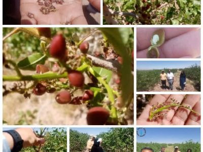 بازدید سرناظر بیمه کشاورزی فارس از باغ‌های پسته قطرویه نی‌ریز