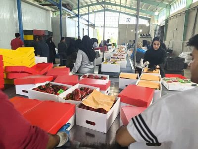 صادرات ۲ هزار تن محصولات کشاورزی بسته بندی شده از بیضا
