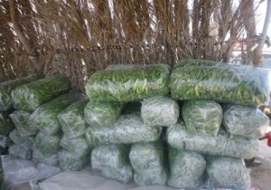 برداشت محصول خیار از ۳۵۰ هکتار زمین‌های خنج