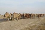 آغاز کوچ بهاره عشایر پرورش دهندگان شتر از جنوب فارس