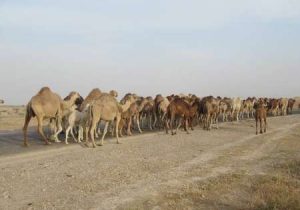 آغاز کوچ بهاره عشایر پرورش دهندگان شتر از جنوب فارس