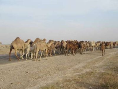 آغاز کوچ بهاره عشایر پرورش دهندگان شتر از جنوب فارس