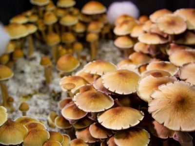 راهکارهای پیشگیری از مسمومیت با قارچ در فصل بهار